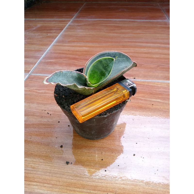 Sansevieria R1181 Varigata