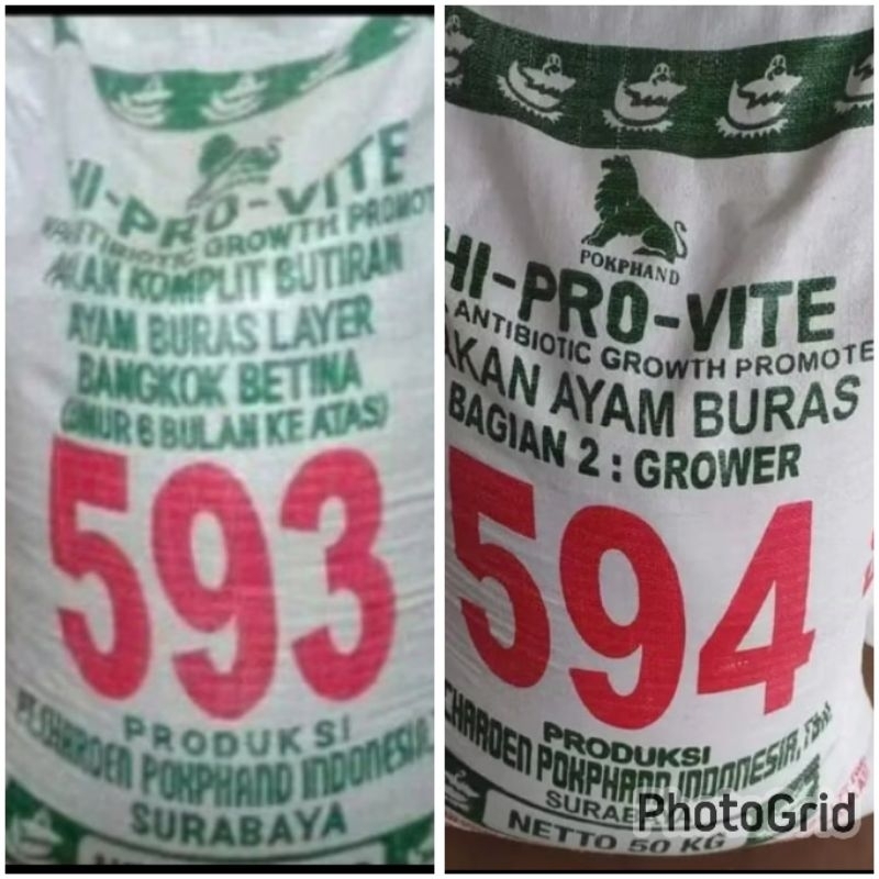 Pur Ayam Bangkok Betina 593 Dan 594 bangkok jantan pakan ayam 500gram