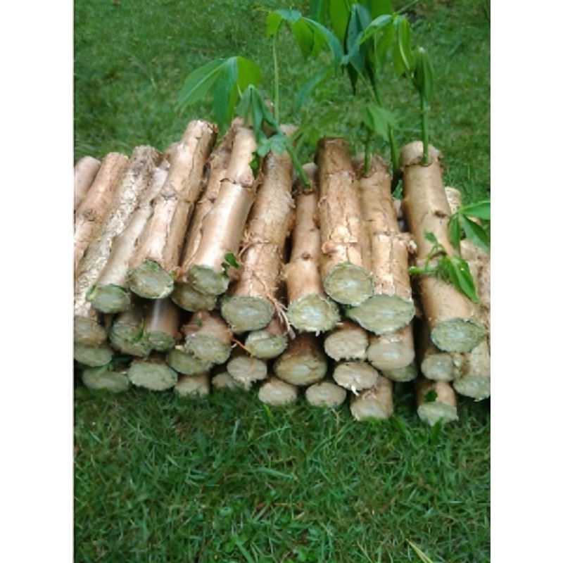 Bibit singkong mentega/singkong mentega Pulen