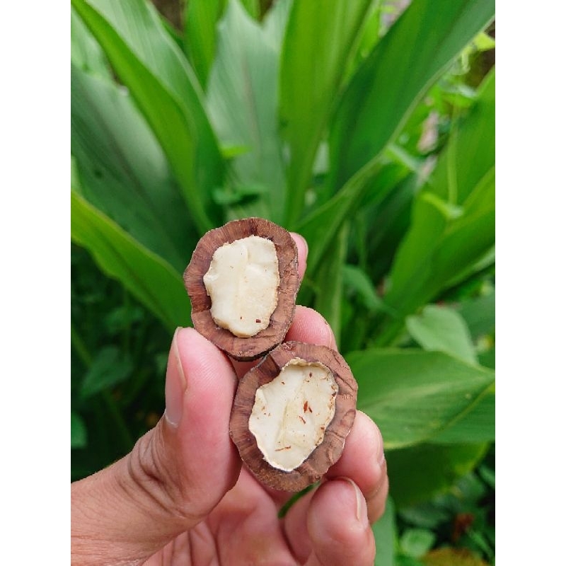 Jayanti Pait jawa super tebal 