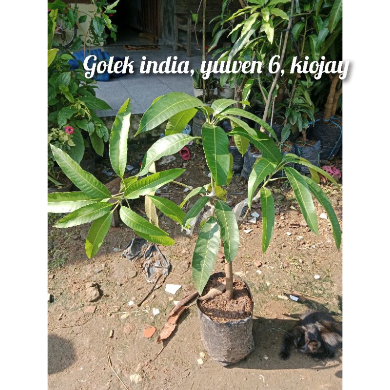

kombinasi 3 in 1 mangga kiojay, yuwen 6, golek india