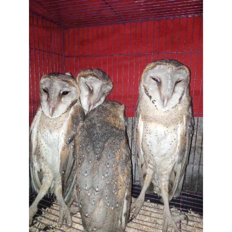 BURUNG HANTU TYTO ALBA/BARN OWL