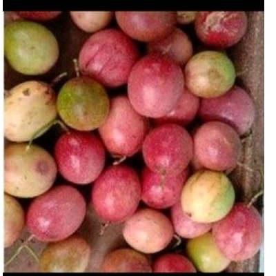 

Buah markisa ungu rasa manis 1kg