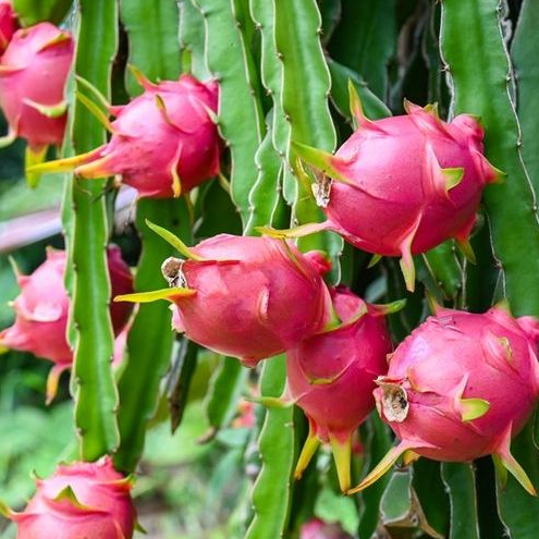 Biji Buah Naga Merah (Isi 10 biji)