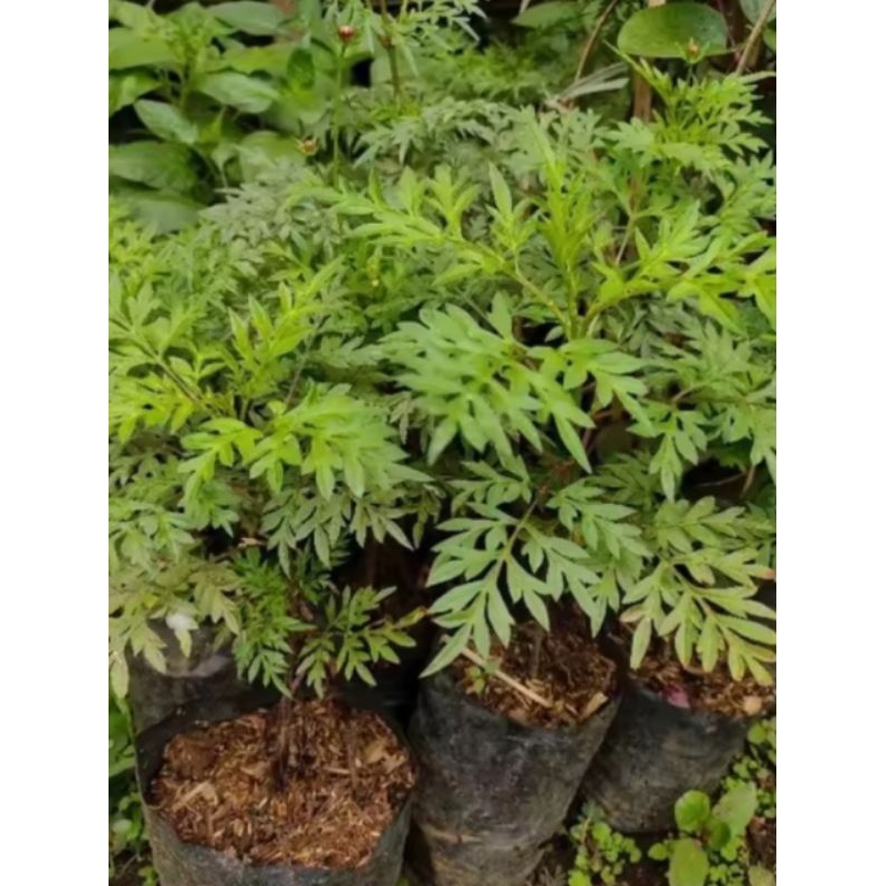 Tanaman Betadin - Pohon Betadin