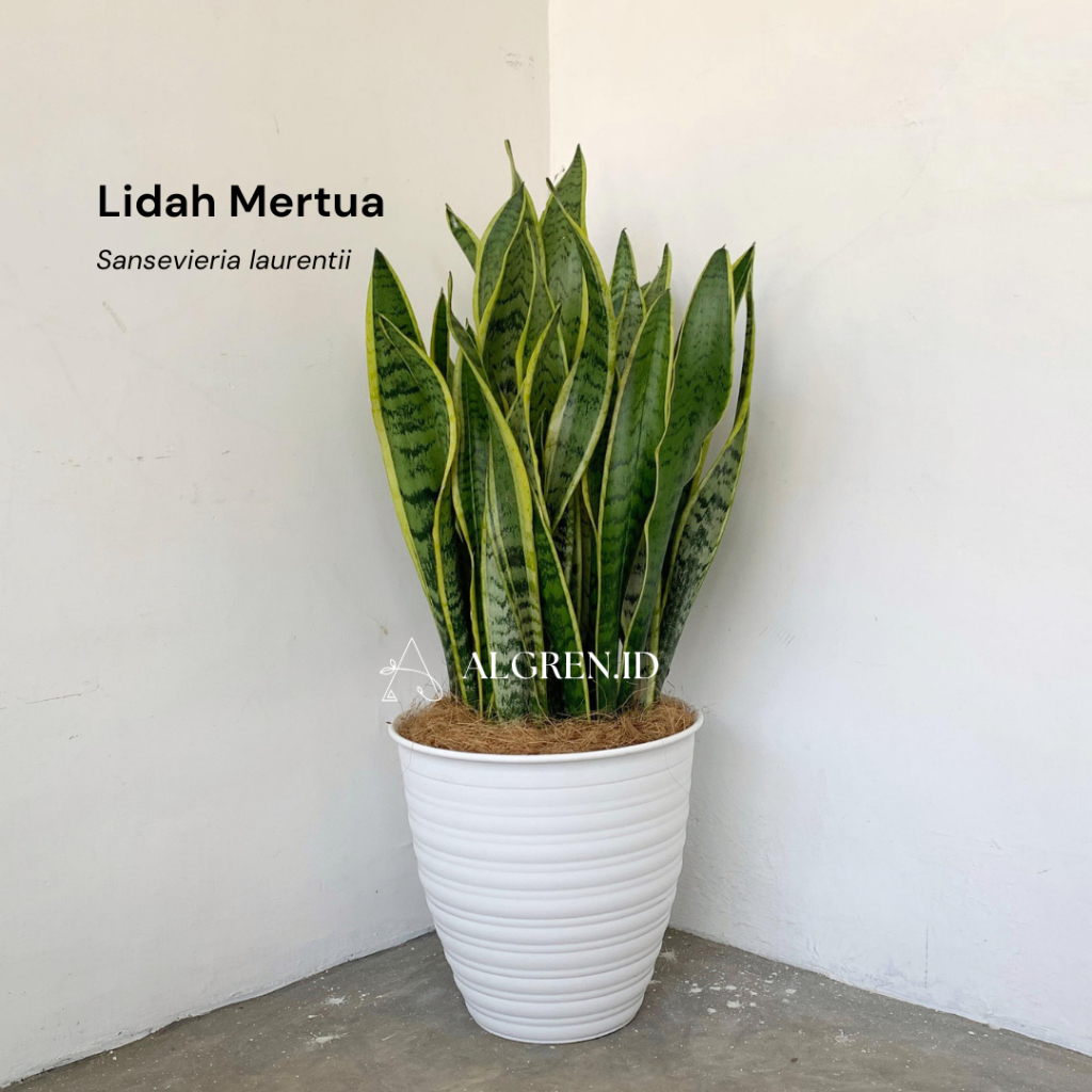 SATU SET TANAMAN DAN POT Lidah Mertua Sansevieria Laurentii Tanaman Hias