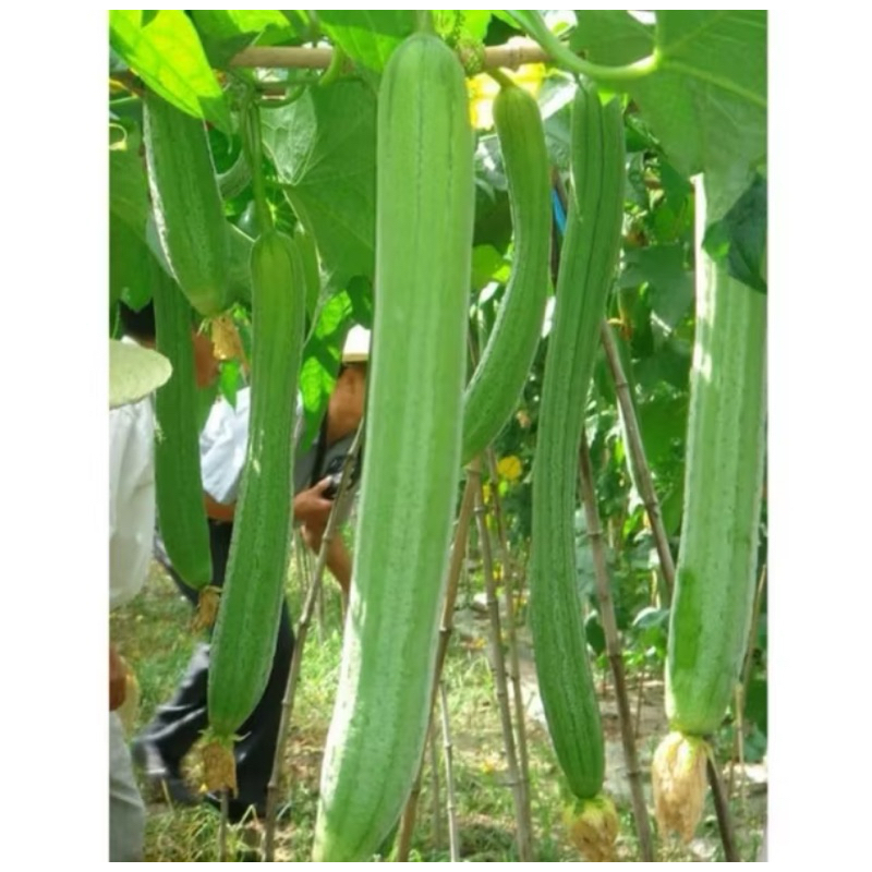 10biji Benih Oyong Long Taiwan | Luffa Loofah | Blustru Cylindric