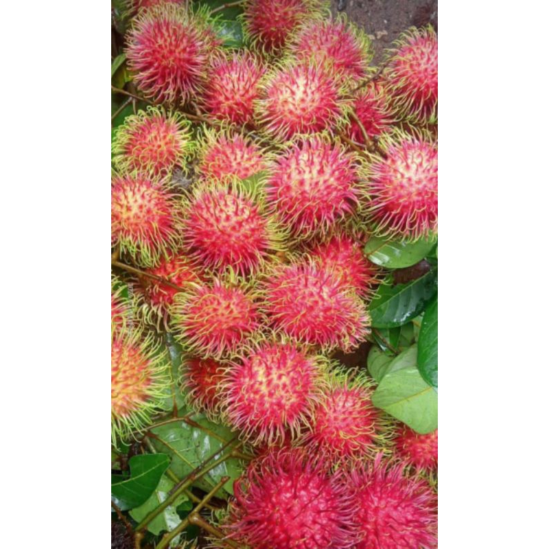 

Rambutan Binjay / Rambutan Manis / Rambutan Fresh Bandung /Rambutan Lepas tangkai