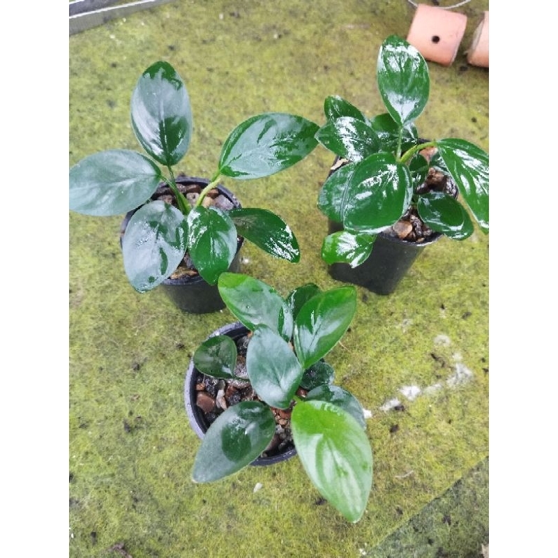 Tanaman aquascape anubias nana