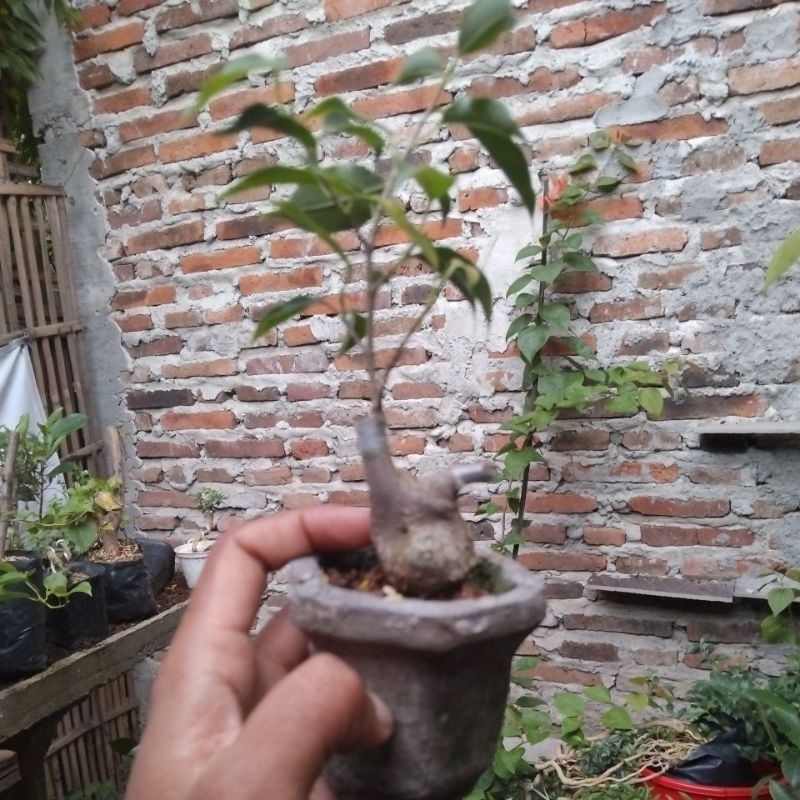 bonsai ficus caudex