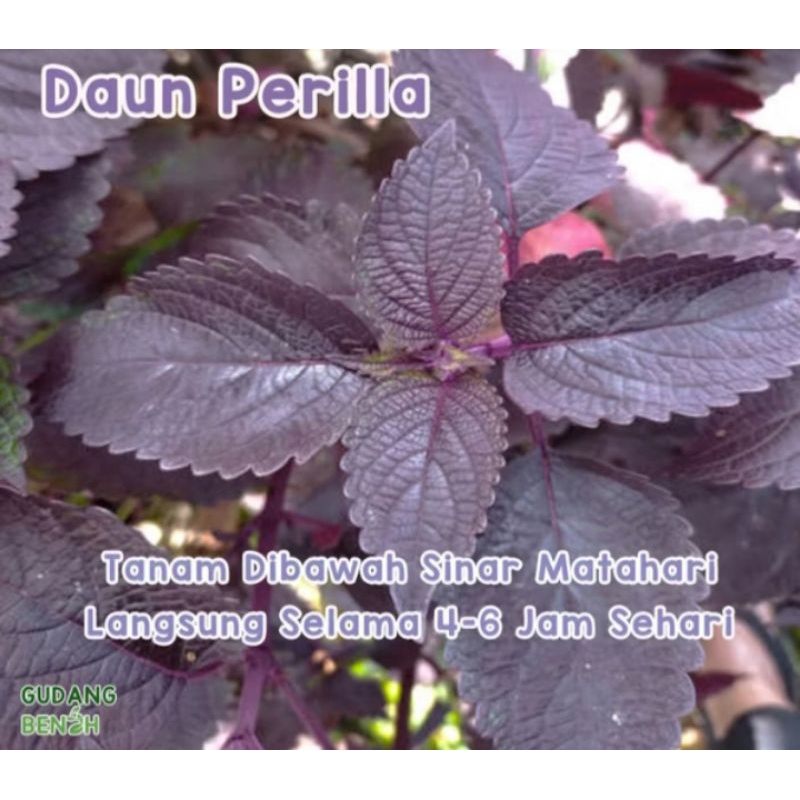 30 biji benih bibit Daun Perilla