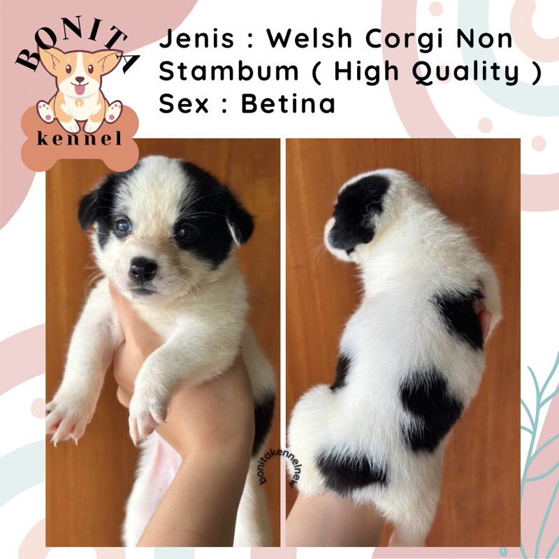 Pembroke Welsh Corgi Non Stambum Sable Three Color Anak Anjing Corgi Jantan Betina