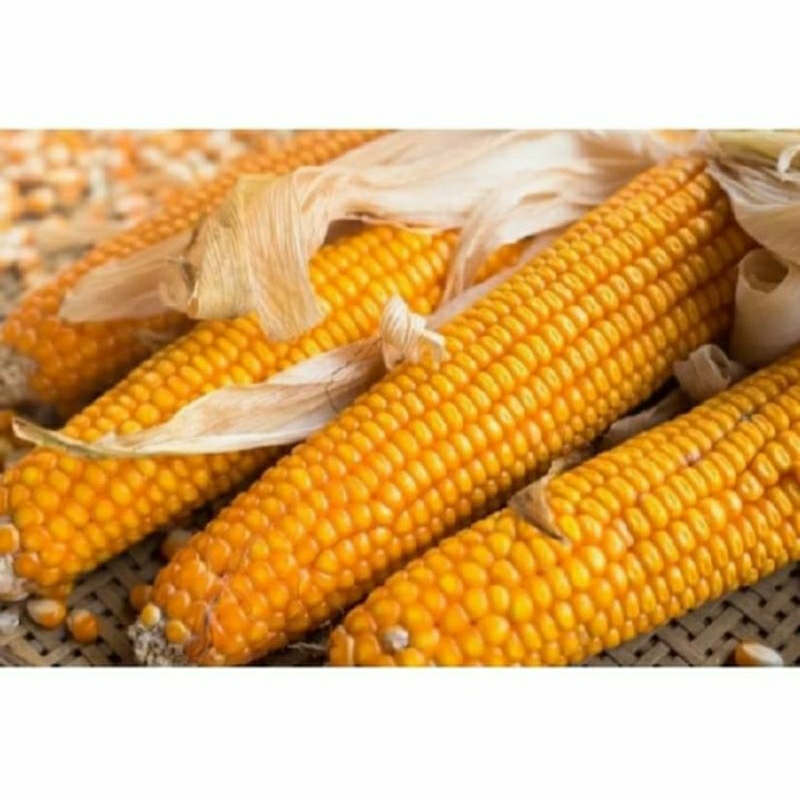 

PROMO 1 KG BENIH JAGUNG SUMO PERKASA 212 KEMASAN REPACK