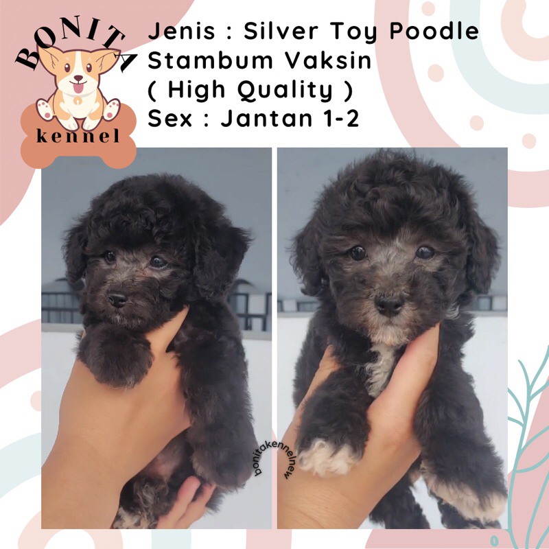 Silver Toy Tiny Poodle Stambum Jantan Betina Anak Anjing Poodle Silver