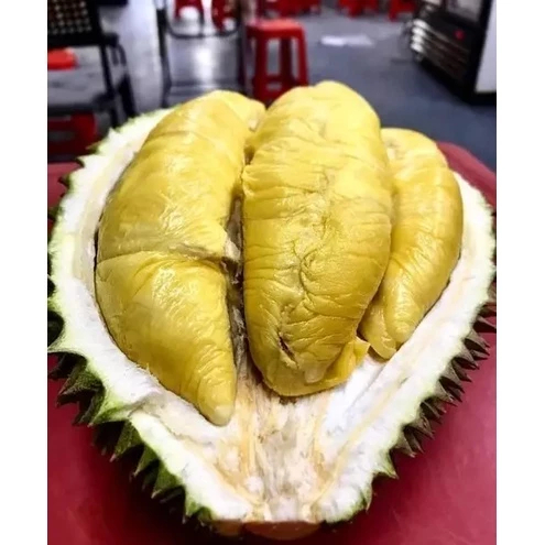 BIBIT DURIAN MONTONG - BIBIT DUREN MONTONG - DUREN MONTONG - BIBT DURIAN OKULASI SUPER - DURIAN MONT