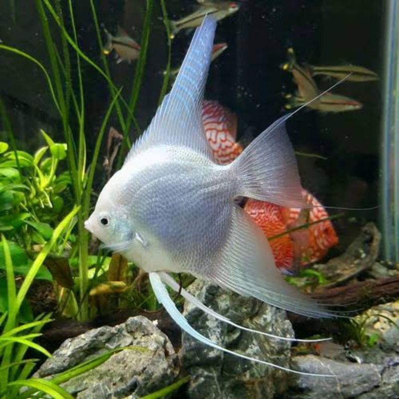 IKAN HIAS AQUASCAPE MANFISH PLATINUM