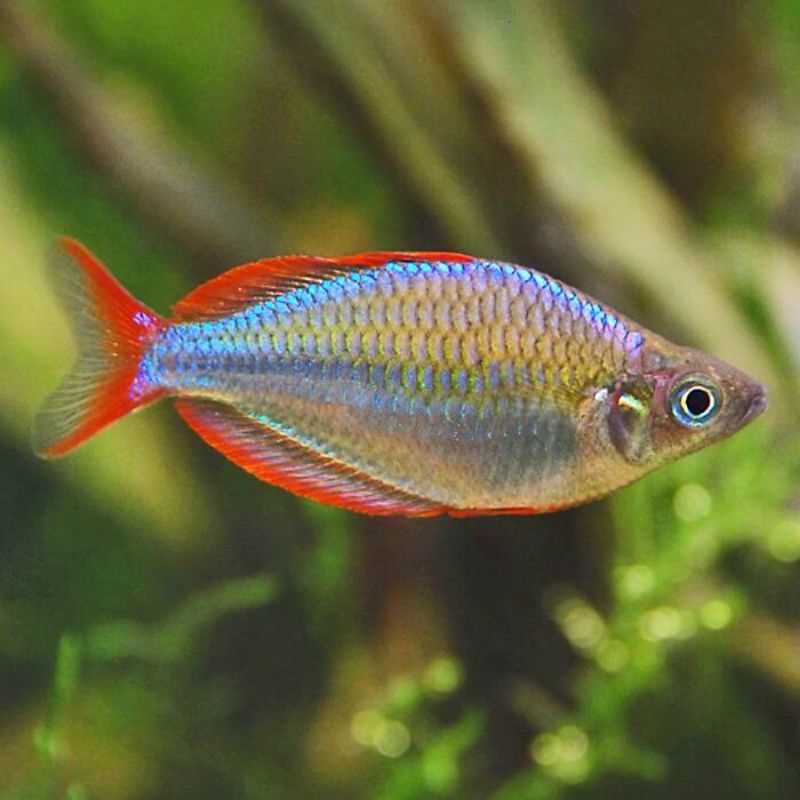 IKAN HIAS RAINBOW PEACOCK