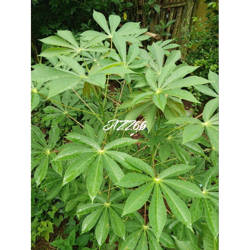 

SAYUR DAUN SINGKONG SEGAR
