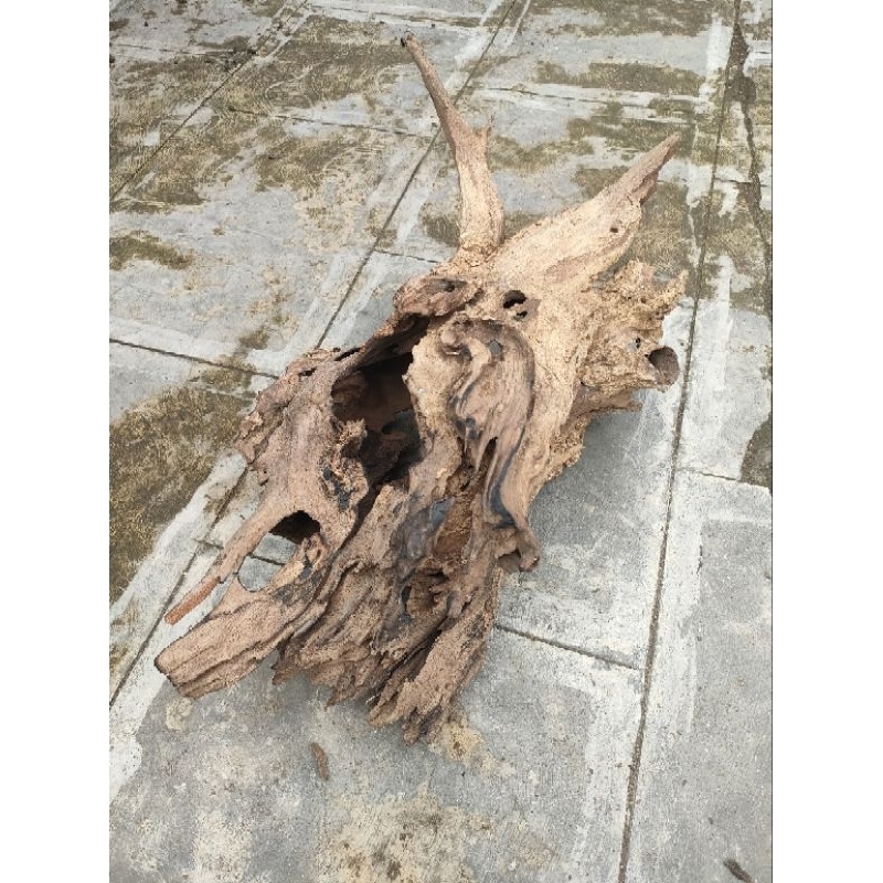 KAYU RENTEK JATI,60X35X30CM UNTUK AQUASCAPE,PALUDARIUM,TERARIUM,AVIARI