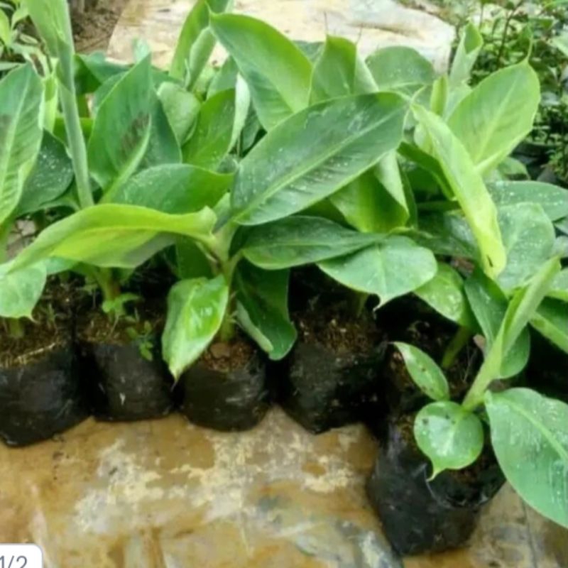 Bibit Tanaman pisang raja bulu/pohon pisang super