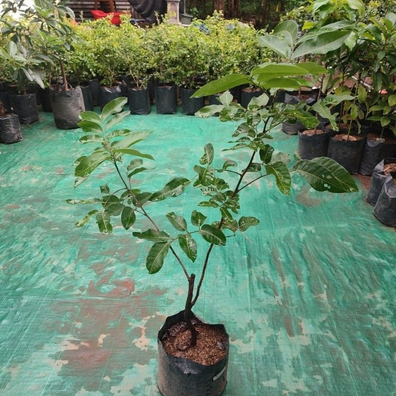 kelengkeng matalada 1.5meter ful media