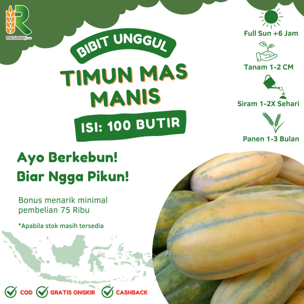 BENIH TIMUN MAS MANIS (100 BUTIR)