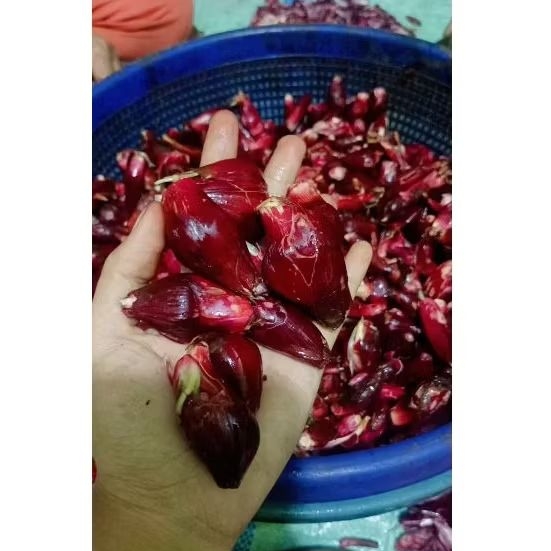 

Bawang Dayak Freesh 1 Kg