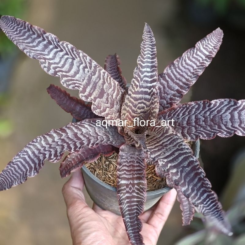 Tanaman Cryptanthus Tokek