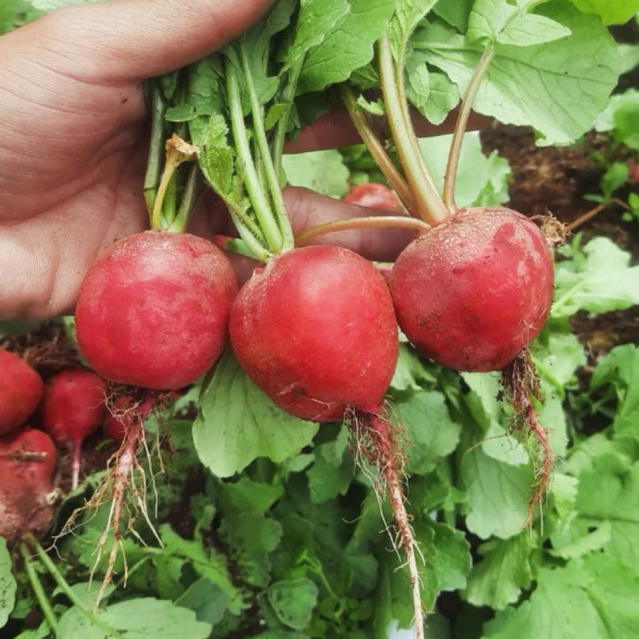 

Red radis/lobak merah fresh 1kg