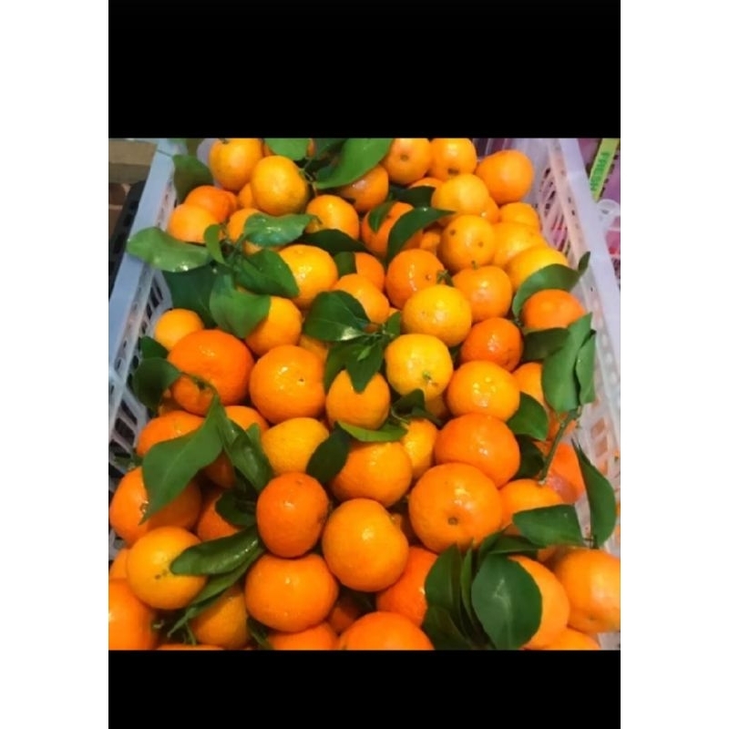 

jeruk Sunkist import 1 peti
