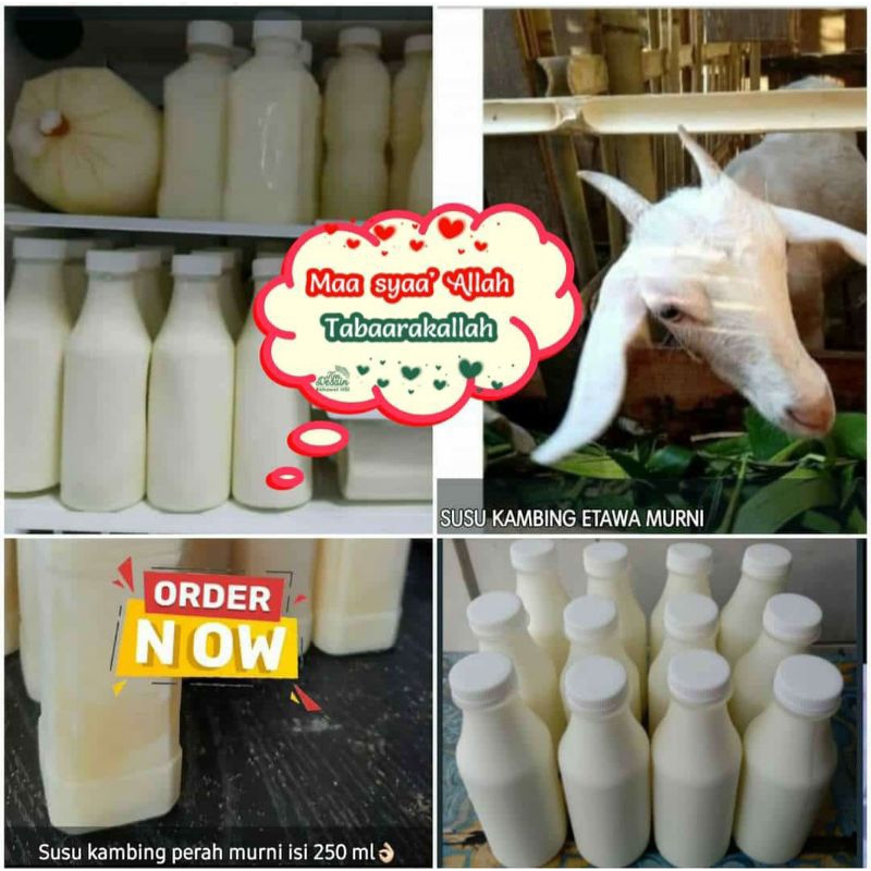 

Susu Kambing Etawa Murni Fresss perahan Baru,.Dijamin kualitas mantap masyaallah uk. 1liter