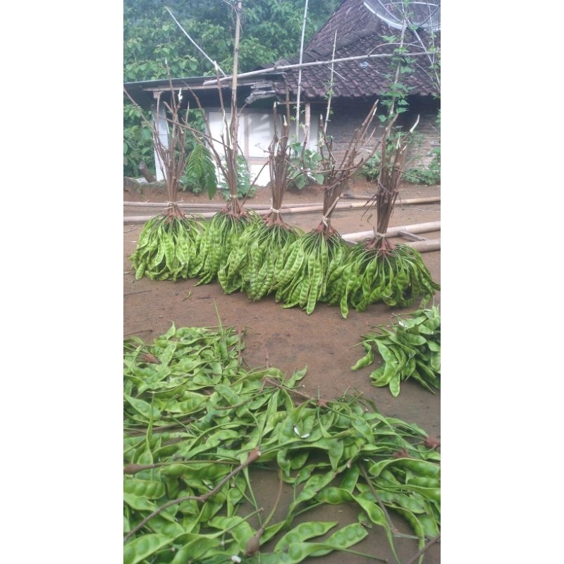 

PETAI/PETE,harga per 10 lonjor