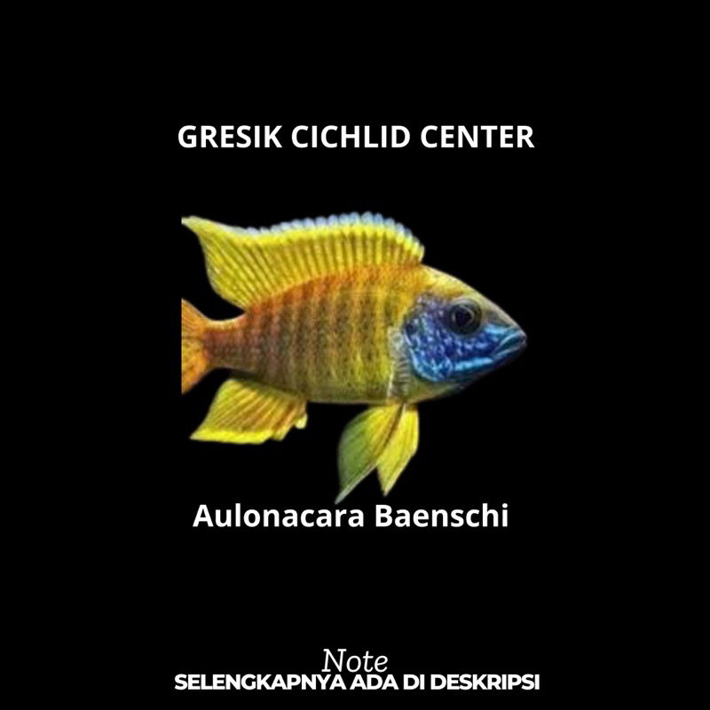 Cichlid Aulonacara Baenschi