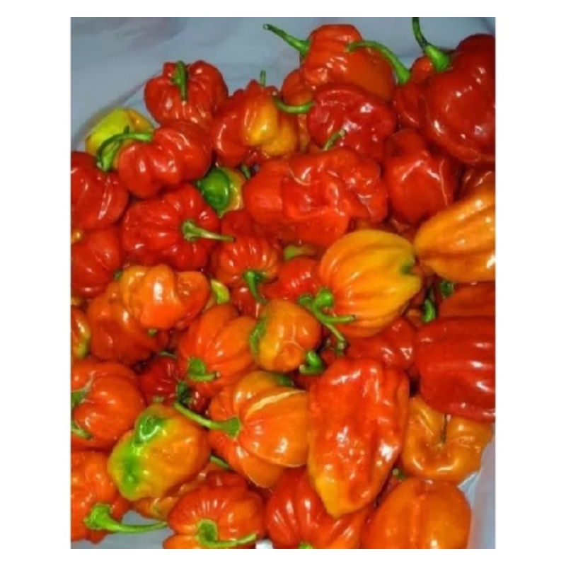 4 biji benih bibit cabe Toraja/Cabe Katokkon super Pedas