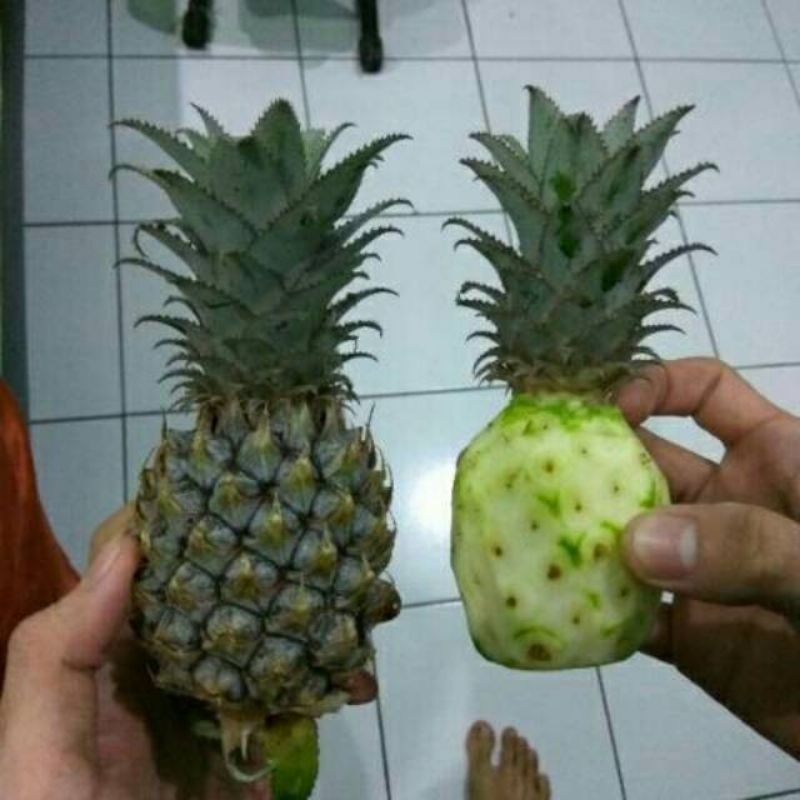

buah nanas muda segar murah 1pcs