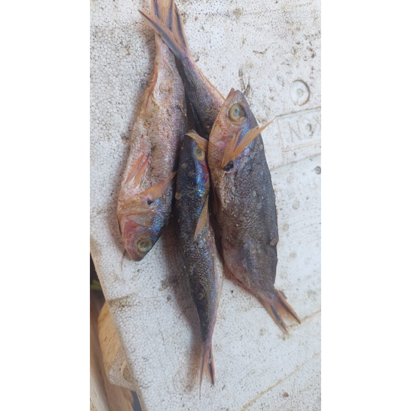 

Ikan Kannasa berat 1/2 KG + Biaya admin (Ikan khas dari bugis sulawesi selatan)