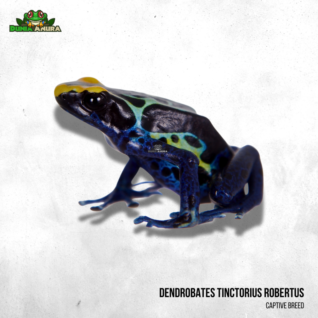 Katak hias hidup Dendrobates tinctorius robertus