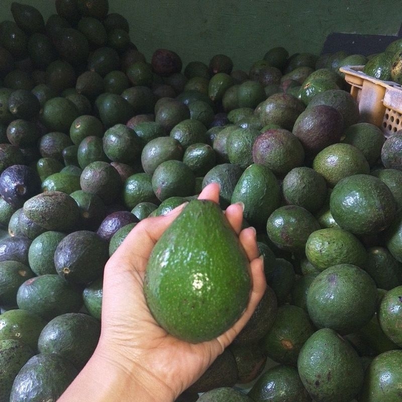 

ALPUKAT MENTEGA HARGA RESELLER