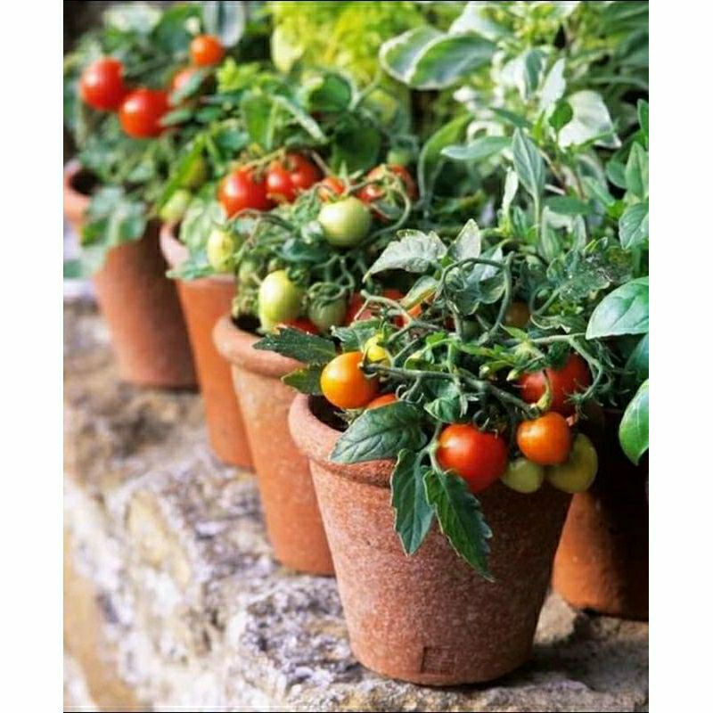 Bibit Tanaman Buah Tomat Cherry / Tomat Ceri - Bibit Tanaman Tomat Cherry Ceri