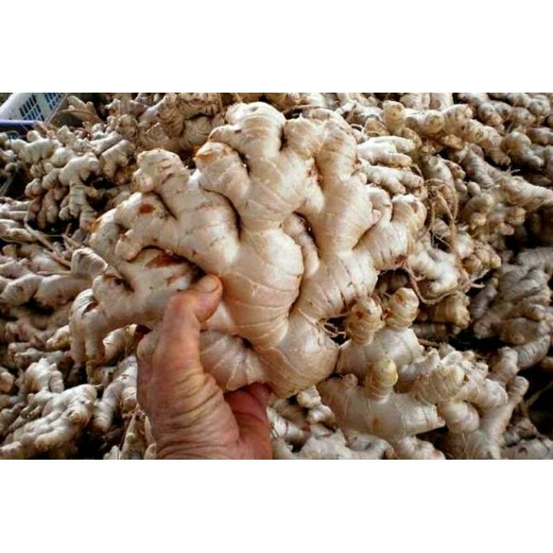 

jahe putih 1kg / jahe gajah lokal fress