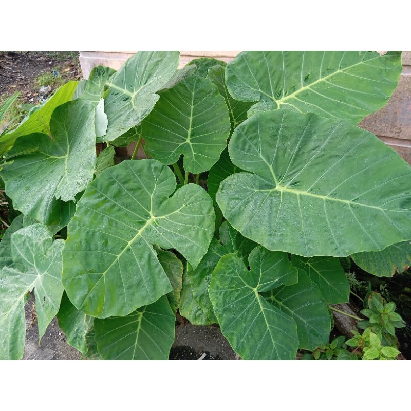 

Bibit keladi Keladi kemumu untuk gulai talas gulai