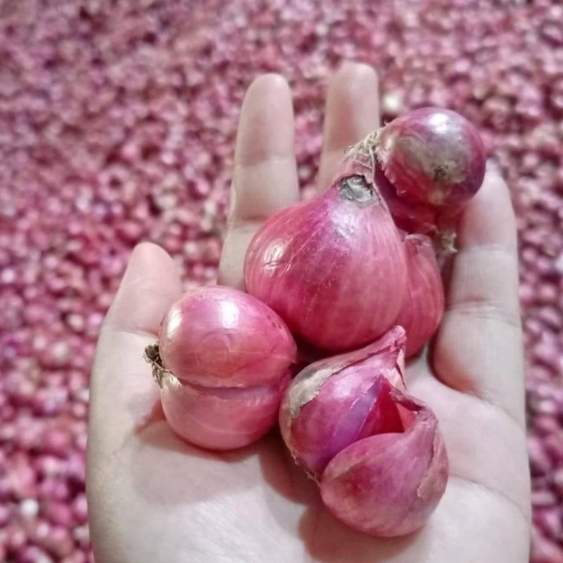 

Bawang merah super ready stok ukuran 250gr, 500 gr, 1kg