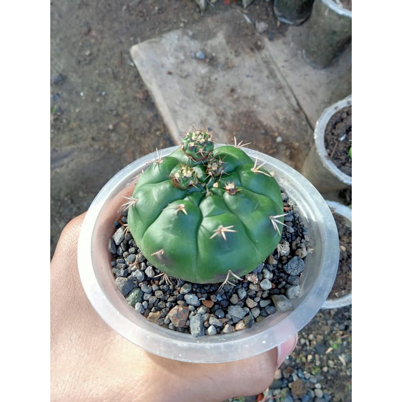 Kaktus GYMNO DAMSII UNGU