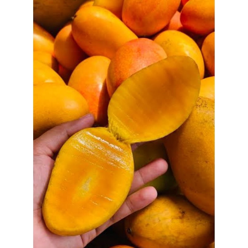 

MANGGA PODANG KEPODANG BEKU FROZEN 500GR