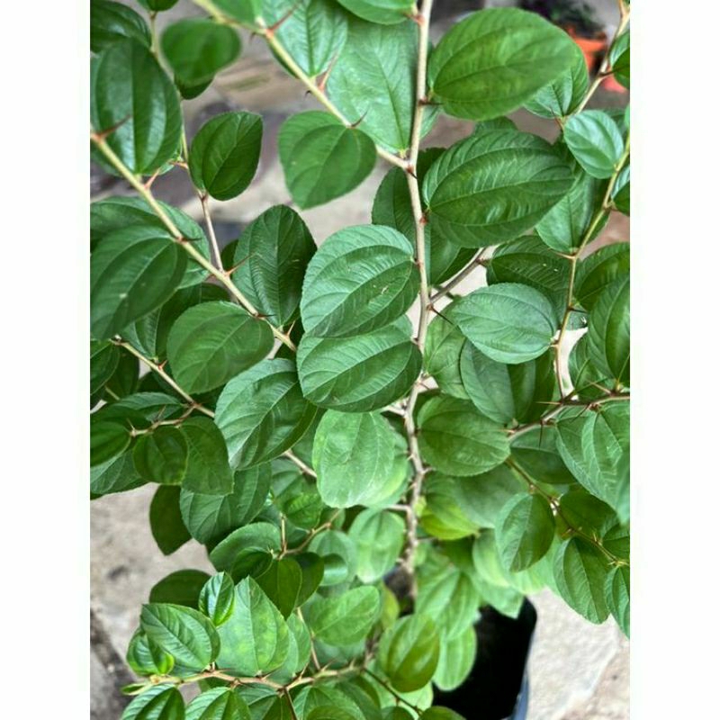 

daun bidara arab asli 250 gr