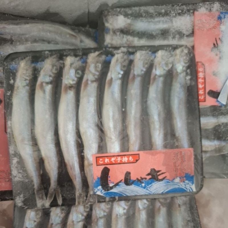 

shisamo ikan cipung