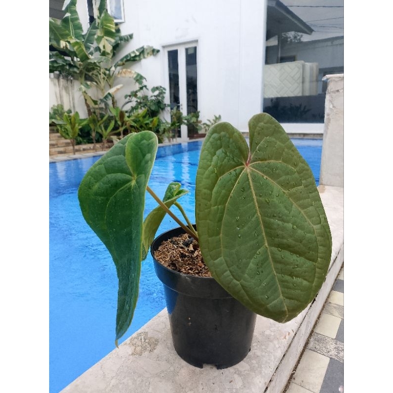 Anthurium Regale x Luxurian