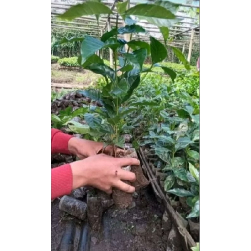 Bibit kopi arabika unggul