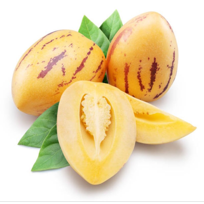 Tumbas Tani Bibit Tanaman Buah Pepino Kuning Pepino Melon