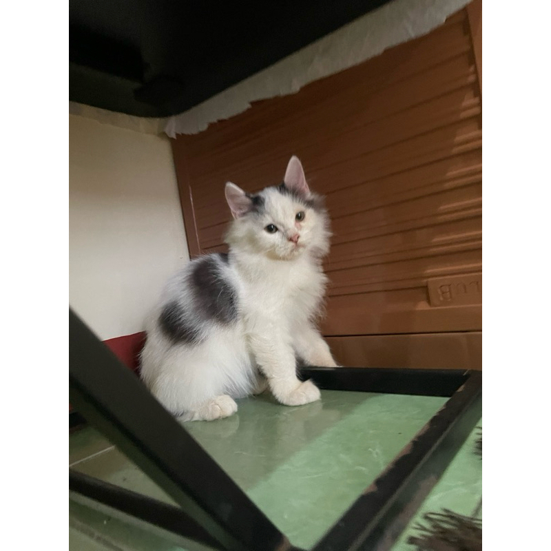 kitten persia jantan